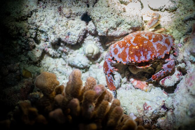 Night Dive Adventure in Oahu - What the $216.95 price includes