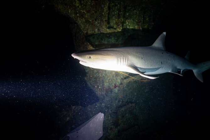 Night Dive Adventure in Oahu - Weather and cancellation rules