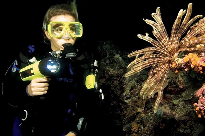 Night Shore Diving Mangel Halto Aruba for Certified Divers - A night beneath Aruba’s Mangel Halto shoreline
