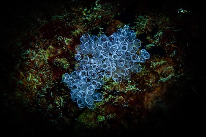 Night Shore Diving Mangel Halto Aruba for Certified Divers - Mangel Halto Reef or The Hole in the Wall