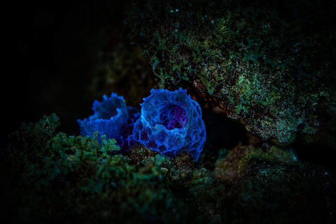Night Shore Diving Mangel Halto Aruba for Certified Divers - A realistic look at the two-hour schedule