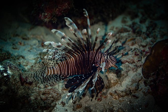 Night Shore Diving Mangel Halto Aruba for Certified Divers - Who will get the most from this outing