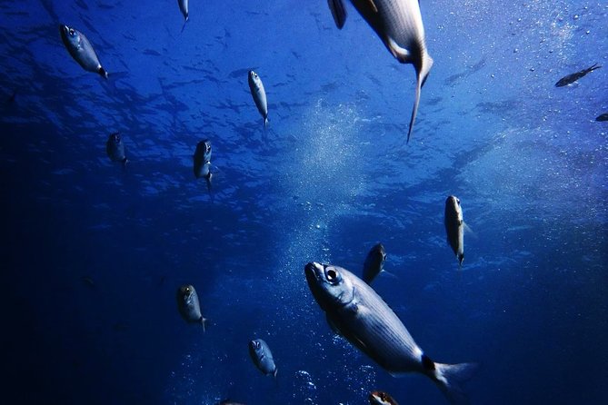 Nima Diving Center, Naxos, Greece - Starting at Nima Diving Center in Agia Anna