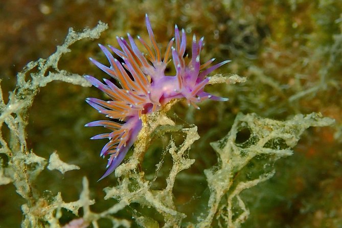 Nima Diving Center, Naxos, Greece - Marine life and the limits of the site