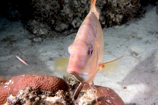 No Experience Required to Discover Scuba in Florida - Why the six-person limit matters