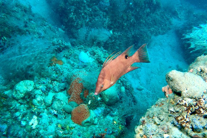 No Experience Required to Discover Scuba in Florida - Health, swimming, and fitness requirements
