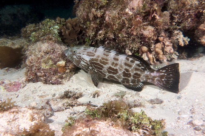 No Experience Required to Discover Scuba in Florida - Timing, meeting point, and what to plan