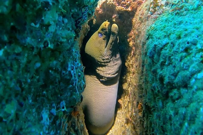 Non-Certified Diving Adventure in Cabo San Lucas - What happens at Piedra del Pelicano