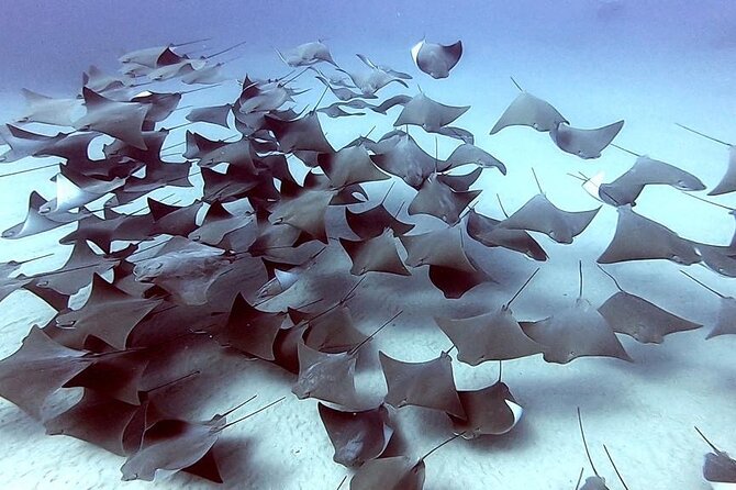 Non-Certified Diving Adventure in Cabo San Lucas - Equipment, wetsuit, drinks, and the practical value