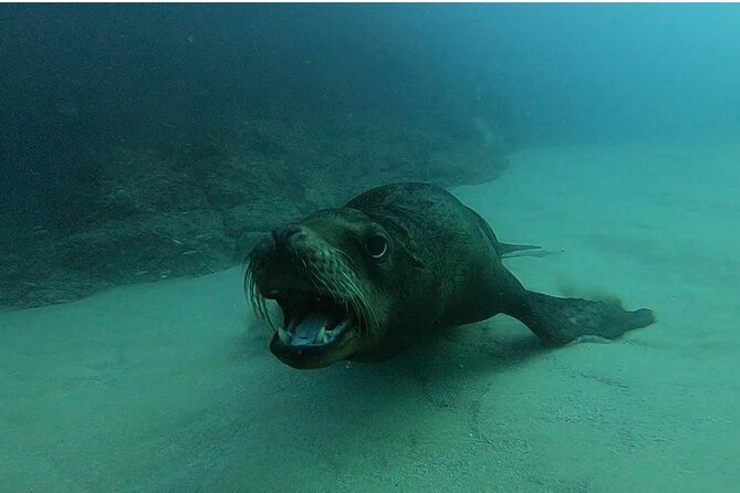 Non-Certified Diving Adventure in Cabo San Lucas - Meeting point and transport details