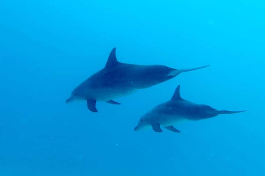North of Mauritius: Scuba Diving Tour - Why this northern Mauritius outing works well