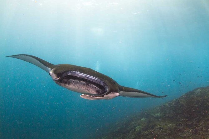 Nusa Penida 3 Fun Dives Boat Trip (For Certified Divers) - Key points at a glance