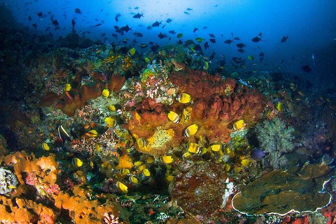 Nusa Penida 3 Fun Dives Boat Trip (For Certified Divers) - Why Nusa Penida works so well for a full day underwater