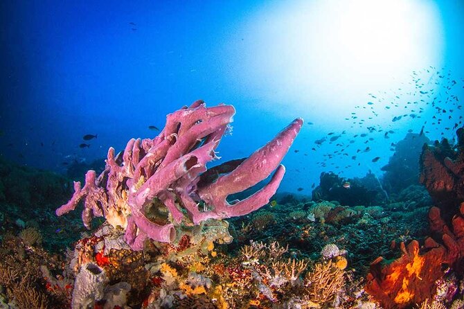 Nusa Penida 3 Fun Dives Boat Trip (For Certified Divers) - Returning to shore for lunch