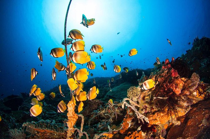 Nusa Penida 3 Fun Dives Boat Trip (For Certified Divers) - The crew and the feel of the operation