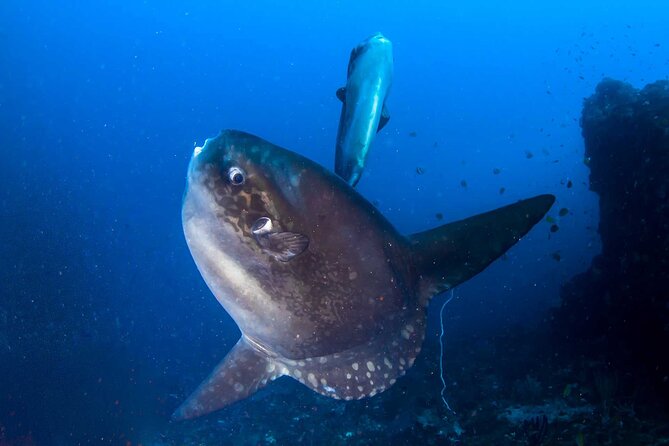 Nusa Penida 3 Fun Dives Boat Trip (For Certified Divers) - Starting at Purple Dive Penida around 7 a.m.