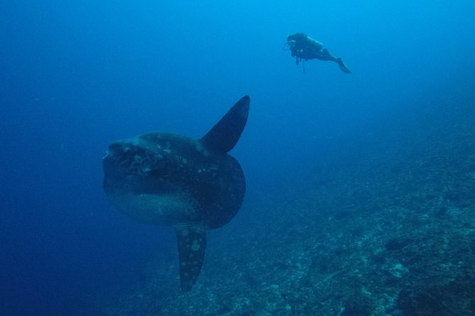 Nusa Penida Day Trip for 3 dives - What the currents mean for you