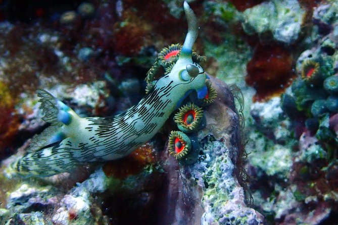 Nusa Penida Day Trip for 3 dives - Marine life beyond the manta rays