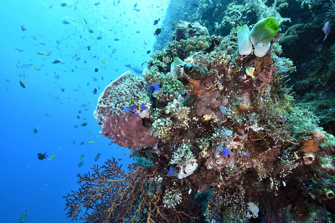 Nusa Penida Day Trip for 3 dives - Lunch and surface time on the boat