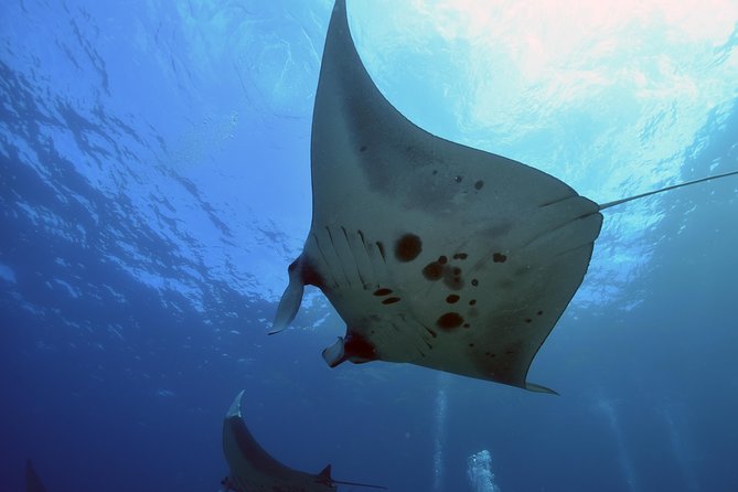 Nusa Penida Day Trip for 3 dives - Three underwater sessions, three chances to see more