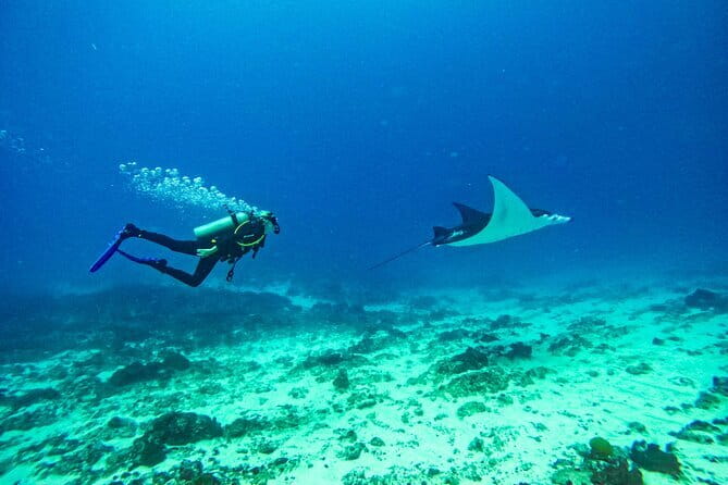 Nusa Penida Private Diving Tour by Speedboat - From Serangan to Nusa Penida’s manta waters