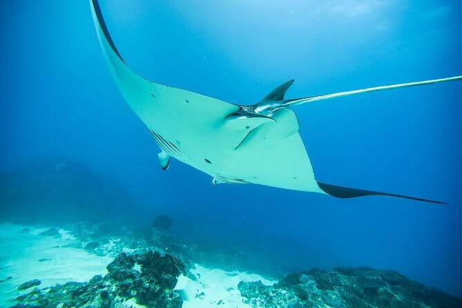 Nusa Penida Private Diving Tour by Speedboat - The one-hour pause before Crystal Bay