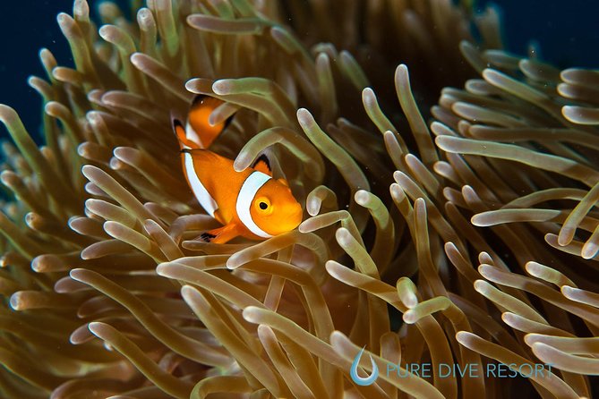 Nusa Penida Three Dives Trip for Certified Divers - Manta Point, East Penida, and what you may see