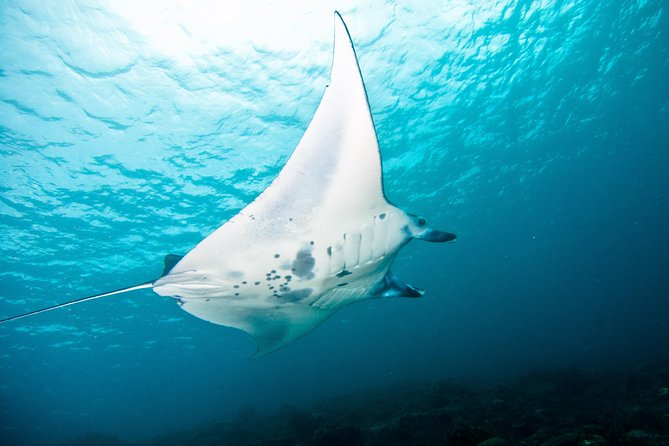 Nusa Penida Three Dives Trip for Certified Divers - Small groups change the feel underwater