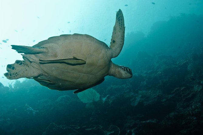 Nusa Penida Try Scuba Diving Program - for Non-Certified Divers - From the beach to Nusa Penida’s coral reef