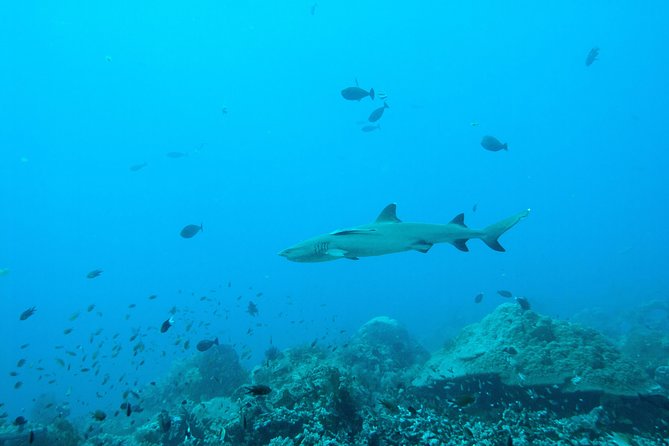 Nusa Penida Two Dives Trip for Certified Divers - Manta Point: the search for broad-winged rays