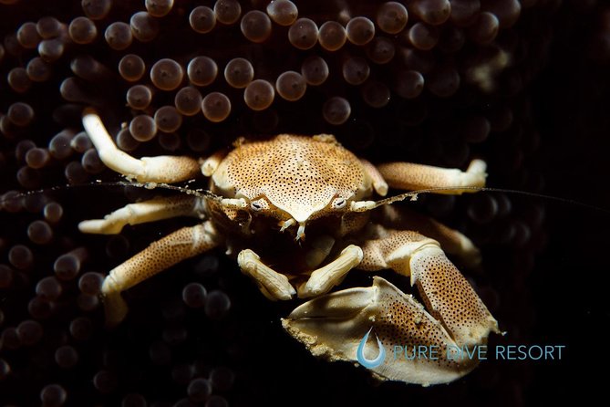 Nusa Penida Two Dives Trip for Certified Divers - Lunch at a beach cafe and simple onboard care