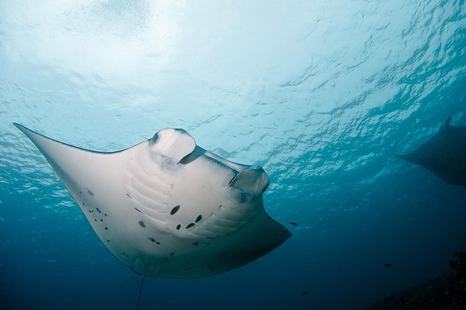 Nusa Penida Two Dives Trip for Certified Divers - Meeting at Ped at 8:00 am