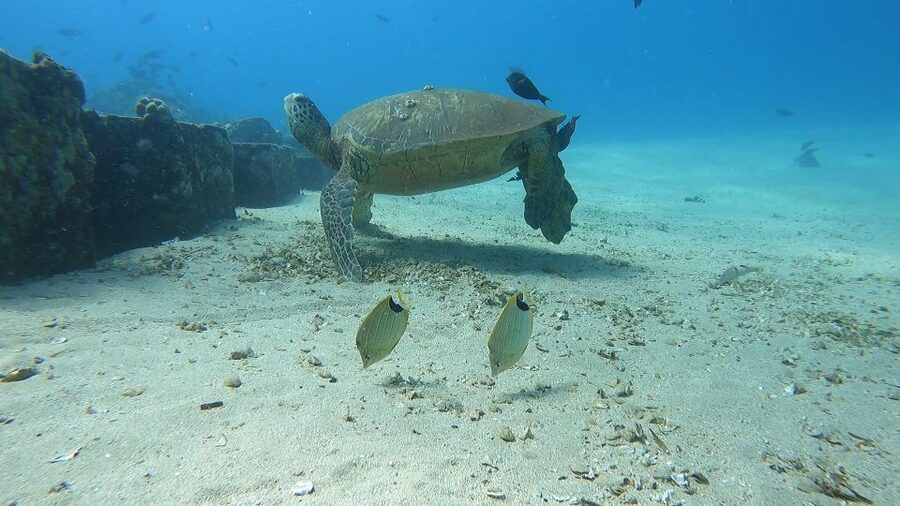 Oahu: Beginner SCUBA Dive at Electric Beach - Who will enjoy this most?