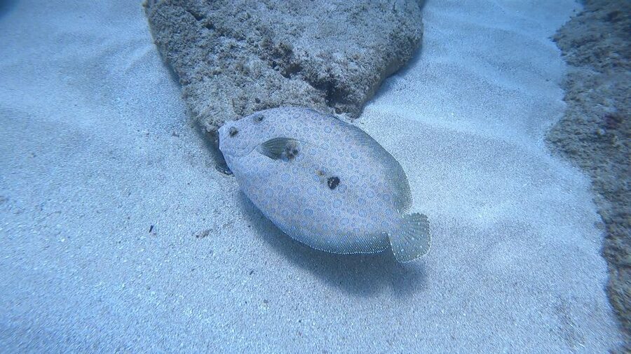 Oahu: Beginner SCUBA Dive at Electric Beach - Your first look at Electric Beach