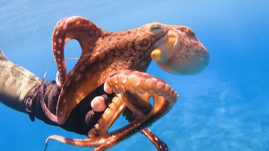 Oahu: Beginner SCUBA Dive at Electric Beach - The gear, the beach, and the physical effort