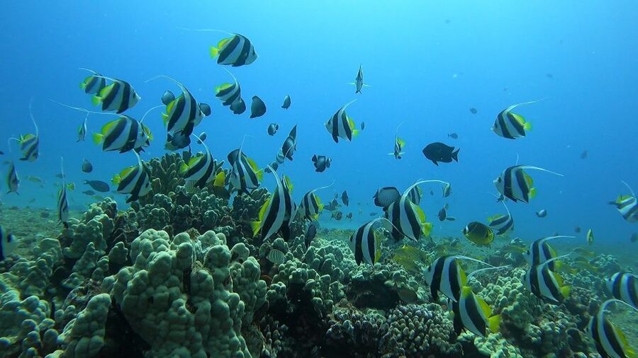Oahu: Beginner SCUBA Dive at Electric Beach - Weather, timing, and what to expect on the day