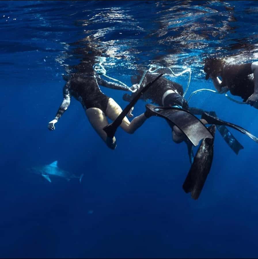 Oahu: Cageless Shark Dive Adventure - Key points at a glance
