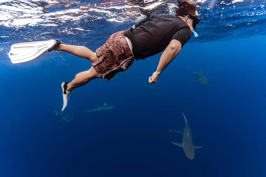 Oahu: Cageless Shark Dive Adventure - Meeting at Haleiwa and getting ready