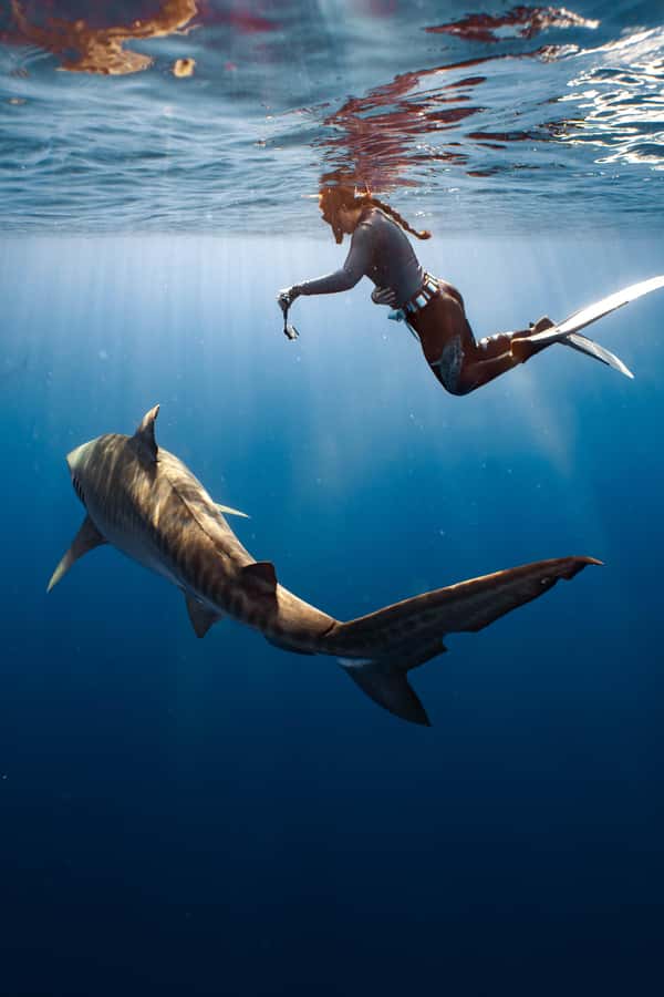 Oahu: Cageless Shark Dive Adventure - Which sharks might you see?