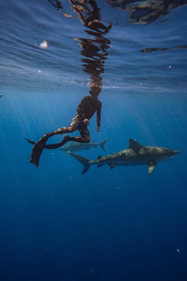 Oahu: Cageless Shark Dive Adventure - Tuna, mahi mahi, dolphins, and winter whales