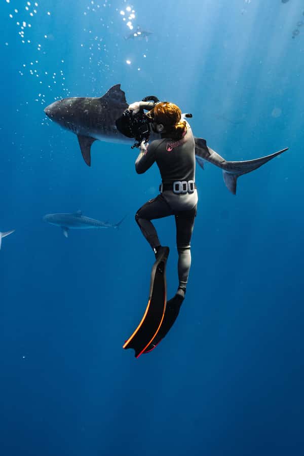 Oahu: Cageless Shark Dive Adventure - Is $121 a fair price?