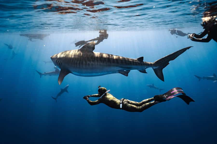 Oahu: Cageless Shark Dive Adventure - The 15-minute ride from Haleiwa