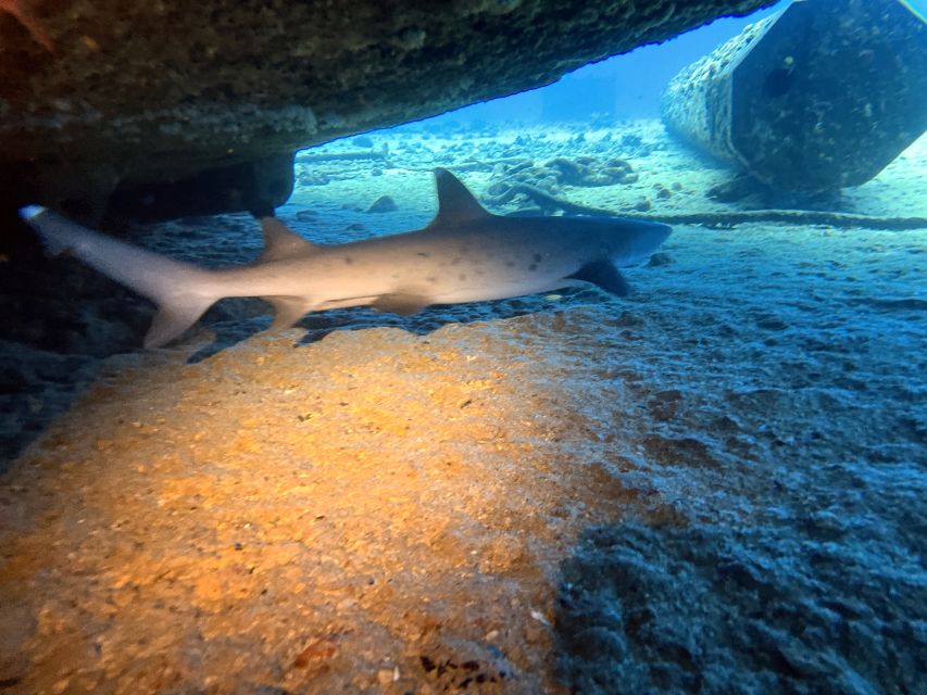 Oahu Night Dive: Adventure for Certified Divers - Planning the evening around your trip
