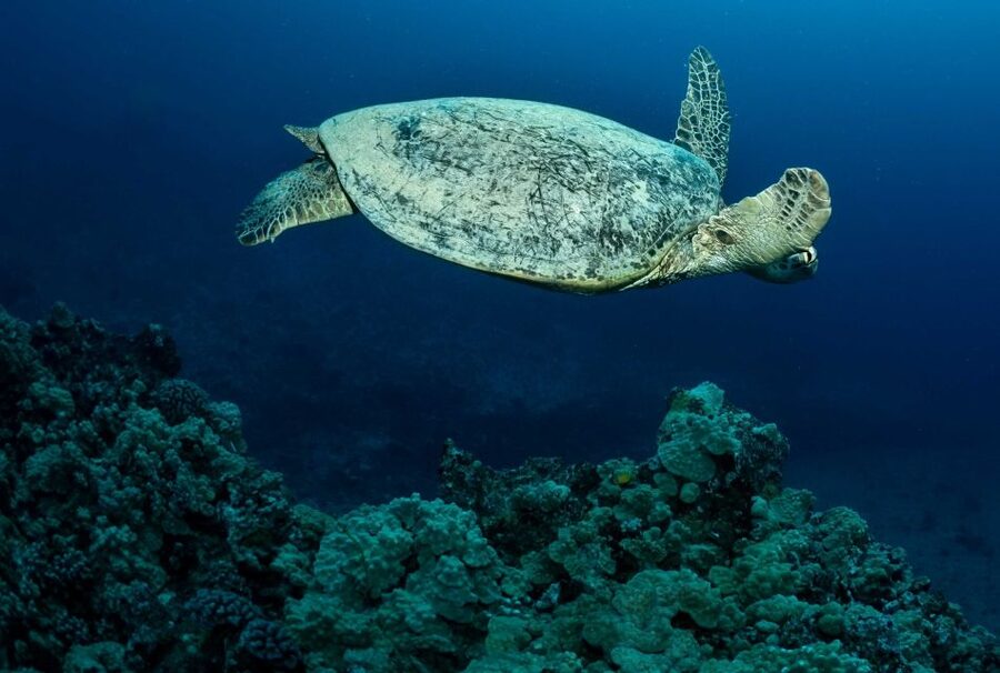 Oahu Night Dive: Adventure for Certified Divers - First session: one hour at twilight