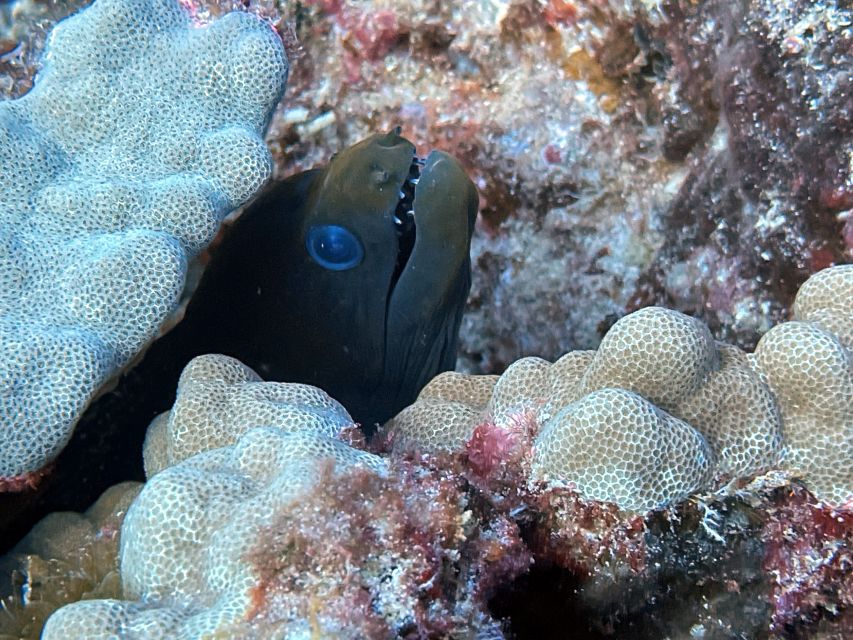 Oahu Night Dive: Adventure for Certified Divers - Who will get the most from this outing