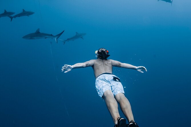 Oahu Open Water Shark Diving Experience - Key points to know before you book