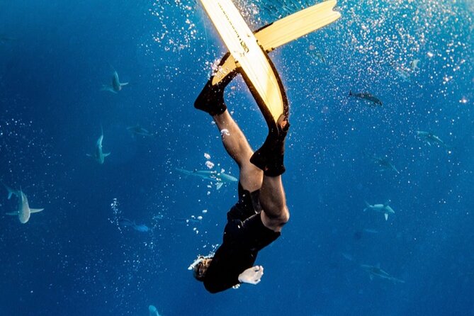 Oahu Open Water Shark Diving Experience - Cage-free shark swimming off Oahu’s North Shore
