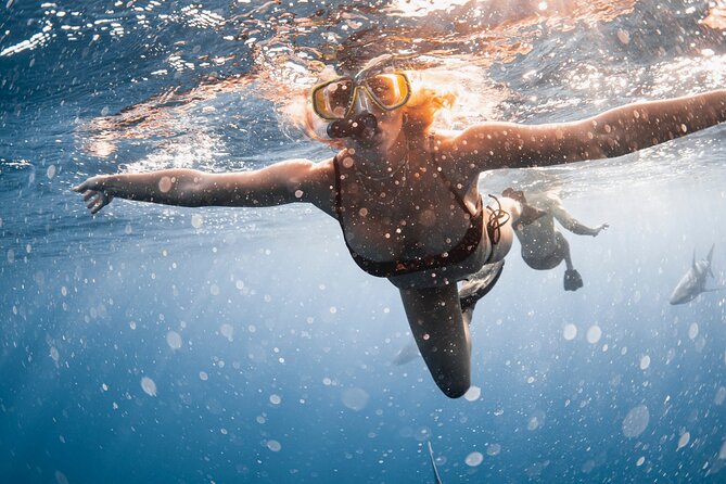 Oahu Open Water Shark Diving Experience - Haleiwa is the right starting point