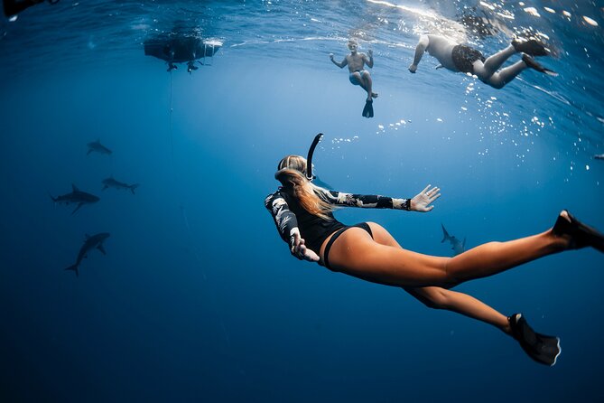 Oahu Open Water Shark Diving Experience - North Shore waters and the route toward Waimea Bay