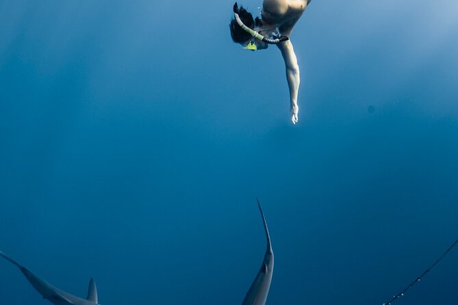 Oahu Open Water Shark Diving Experience - The safety briefing makes a nervous swimmer’s difference
